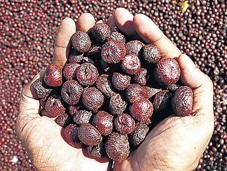 ಗೋರಖ್ ಸಿಂಗ್ ವರದಿ ಅನುಷ್ಠಾನಕ್ಕೆ ಆಗ್ರಹ