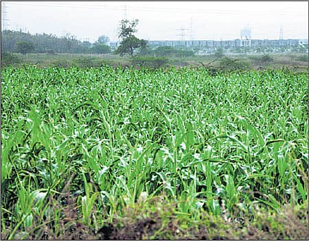 ರಾಯಚೂರು ತಾಲ್ಲೂಕು ಆಸ್ಕಿಹಾಳ ಹತ್ತಿರ ಚಳಿಗೆ ನಳನಳಿಸುತ್ತಿರುವ ಜೋಳದ ಬೆಳೆ