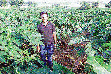 ಪಪ್ಪಾಯ ಬೆಳೆಯೊಂದಿಗೆ ಪಾಮನಕಲ್ಲೂರಿನ ವಿಶ್ವನಾಥ ಚೀಕಲಪರ್ವಿ