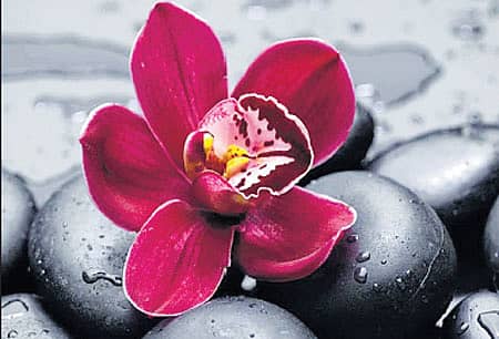 17ರಿಂದ ಸಸ್ಯಕಾಶಿಯಲ್ಲಿ ಆರ್ಕಿಡ್ ಪುಷ್ಪ ಮೇಳ