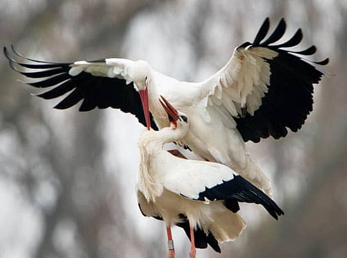ನಾ ನಿನಗೆ ನೀ ನನಗೆ ಜೇನಾಗುವ...