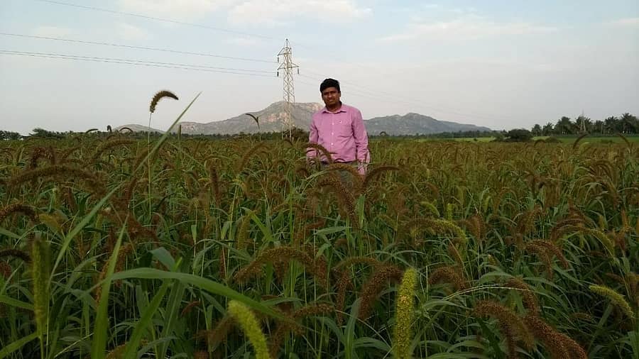 ಹೊಸದುರ್ಗ ತಾಲ್ಲೂಕಿನ ಗ್ರಾಮವೊಂದರ ಹೊಲದಲ್ಲಿ ಬೆಳೆದಿದ್ದ ನವಣೆ ಬೆಳೆ.