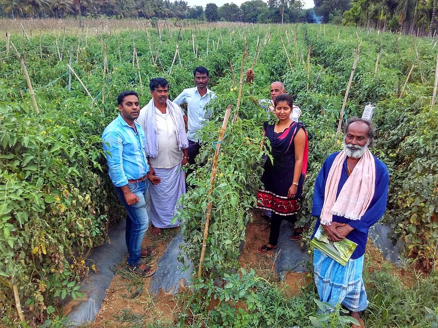 ಪ್ಲಾಸ್ಟಿಕ್ ಹೊದಿಕೆಯ ವೈಜ್ಞಾನಿಕ ತಂತ್ರಜ್ಞಾನ ಬಳಸಿ ಹನಿ ನೀರಾವರಿ ಪದ್ಧತಿಯಲ್ಲಿ ಉತ್ತಮ ಟೊಮೆಟೊ ಬೆಳೆದ ನ್ಯಾಮತಿ ಸಮೀಪದ ಕೋಡಿಕೊಪ್ಪ ರೈತ ನಾಗರಾಜಪ್ಪ ಜಮೀನಿನಲ್ಲಿ ತೋಟಗಾರಿಕೆ ಇಲಾಖೆ ಸಿಬ್ಬಂದಿ ಹಾಗೂ ಕುಟುಂಬದ ಸದಸ್ಯರು.