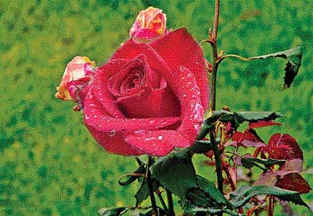 ಗುಲಾಬಿ ತೋಟಕ್ಕೆ ಹುಲ್ಲುಹಾಸಿನ ಮೆರುಗು