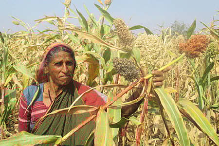 ವಿವಿಧ ತಳಿ ಜೋಳಗಳೊಂದಿಗೆ ಈರಮ್ಮ