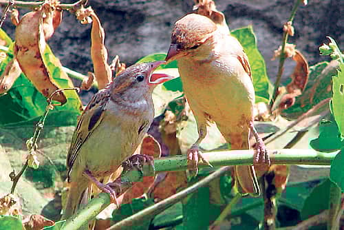 ಅಸಹಾಯಕರಿಗೆ ಕ್ಯಾಮೆರಾ ಸಹಾಯ