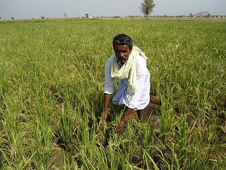 ಮೈಸೂರು ಮಲ್ಲಿಗೆ ಭತ್ತದ ಗದ್ದೆಯಲ್ಲಿ ಚಿದಾನಂದಪ್ಪ