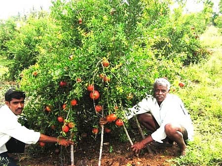 ಸಮೃದ್ಧ ದಾಳಿಂಬೆ ಗಿಡದೊಂದಿಗೆ ಶ್ರೀಧರ್, ರಾಮಾಂಜಿನಪ್ಪ