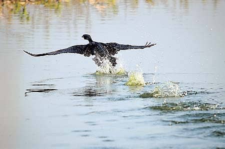 ಉಳಿಸೋಣ ಬನ್ನಿ ಚಿಕ್ಕಬಾಣಾವರ ಕೆರೆಯನ್ನು