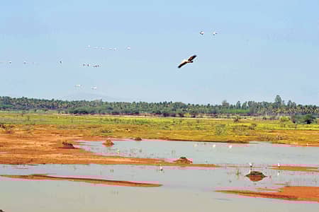 ಚನ್ನಪಟ್ಟಣದ ಹೊಂಗನೂರು ಕೆರೆಯಲ್ಲಿ ಆಹಾರ ಅರಸಿ ಬರುತ್ತಿರುವ ವಿವಿಧ ಬಗೆಯ ಹಕ್ಕಿಗಳ ಕಲರವದ ದೃಶ್ಯ