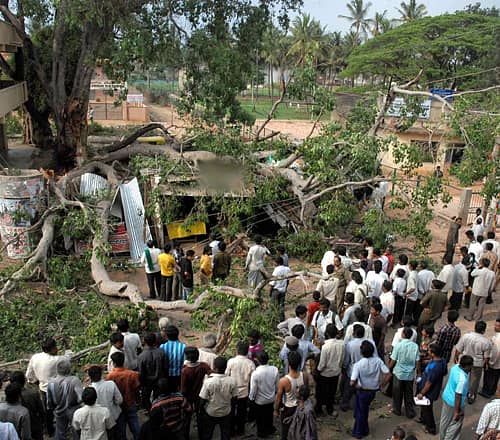 ಹೊಸಕೋಟೆ ಕೋಟೆ ಬಡಾವಣೆಯಲ್ಲಿನ ಹಳೆಯ ಅಶ್ವತ್ಥ ಮರದ ಭಾಗವೊಂದು ಮಂಗಳವಾರ ಸಂಜೆ ನೆಲಕ್ಕುರಳಿ ಬಿದ್ದಿರುವುದನ್ನು ಸಾರ್ವಜನಿಕರು ವೀಕ್ಷಿಸಿದರು