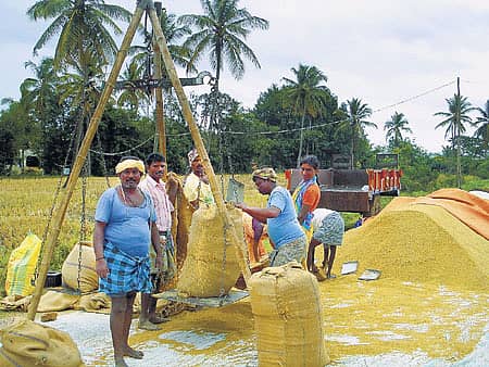 ಹರಪನಹಳ್ಳಿ ತಾಲ್ಲೂಕಿನ ಹಿರೇಮೇಗಳಗೆರೆ ರೈತರ ಜಮೀನಿನಲ್ಲಿ ದಲ್ಲಾಳಿಗಳು ಭತ್ತ ಖರೀದಿಸಿ ತೂಕ ಮಾಡುತ್ತಿರುವ ದೃಶ್ಯ