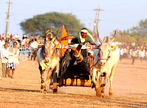 ಧಾರವಾಡ ಜಿಲ್ಲಾ ಉತ್ಸವದ ಅಂಗವಾಗಿ ಅಮರಗೋಳದ ಕೃಷಿ ಉತ್ಪನ್ನ ಮಾರುಕಟ್ಟೆ ಆವರಣದಲ್ಲಿ ಆಯೋಜಿಸಲಾಗಿದ್ದ ರಾಜ್ಯ ಮಟ್ಟದ ಖಾಲಿ ಗಾಡಾ (ಚಕ್ಕಡಿ) ಓಟ ಸ್ಪರ್ಧೆಯಲ್ಲಿ ಕಂಡು ಬಂದ ತುರುಸು  	– ಪ್ರಜಾವಾಣಿ ಚಿತ್ರ: ತಾಜುದ್ದೀನ್‌ ಆಜಾದ್‌
