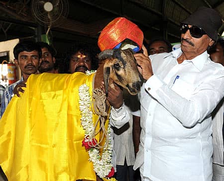 ಬೆಂಗಳೂರಿನಲ್ಲಿ ಶನಿವಾರ ಆಯೋಜಿಸಿದ್ದ `ಸೋಲೋತ್ಸವ' ಕಾರ್ಯಕ್ರಮದಲ್ಲಿ ಕನ್ನಡ ಚಳವಳಿ ವಾಟಾಳ್ ಪಕ್ಷದ ನಾಯಕ ವಾಟಾಳ್ ನಾಗರಾಜ್ ಅವರು ಕುರಿಗೆ ಮೈಸೂರು ಪೇಟ ತೊಡಿಸಿ, ಸನ್ಮಾನಿಸಿದರು. -ಪ್ರಜಾವಾಣಿ ಚಿತ್ರ