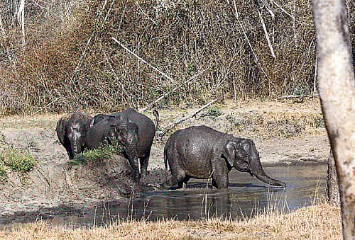 ದಾಹ–ಧಗೆ..... ಮೈಸೂರು ಜಿಲ್ಲೆಯಲ್ಲಿರುವ ನಾಗರಹೊಳೆ ಅಭಯಾರಣ್ಯದಲ್ಲಿ ಈಗ ಸುಡುವ ಬಿಸಿಲು. ಕಾಡಿಗೆ ಕೆಲವೆಡೆ ಬೆಂಕಿಯೂ ಬಿದ್ದಿದೆ. ಪ್ರಾಣಿಸಂಕುಲದ ಒಡಲಿಗೆ ಬಿದ್ದಿರುವ ದಾಹ–ಧಗೆ ನೀಗಿಸಬೇಕಾದ ನೀರಿಗೆ ಇಲ್ಲಿ ಈಗಲೇ ಬರ. ಹೊಂಡದಲ್ಲಿ ಅಳಿದುಳಿದ ಕೆಸರಿನಲ್ಲೇ ಮಜ್ಜನದಲ್ಲಿ ತೊಡಗಿದ್ದ ಗಜಪಡೆ ಪ್ರಜಾವಾಣಿ ಚಿತ್ರ: ಎಂ.ಆರ್.ಮಂಜುನಾಥ್