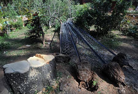 ಲಾಲ್ಬಾಗ್ ಆವರಣದಲ್ಲಿನ ಗಂಧದ ಮರವನ್ನು ಬುಧವಾರ ರಾತ್ರಿ ಕತ್ತರಿಸಿ ಕದ್ದೊಯ್ದಿರುವ ದುಷ್ಕರ್ಮಿಗಳು – ಪ್ರಜಾವಾಣಿ ಚಿತ್ರ