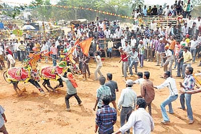 ಆನೇಕಲ್ ತಾಲ್ಲೂಕಿನ ಇಂಡ್ಲವಾಡಿಯಲ್ಲಿ ನಡೆದ ಜಲ್ಲಿಕಟ್ಟು (ಹೋರಿ ಬೆದರಿಸುವ) ಸ್ಪರ್ಧೆಯ ನೋಟ