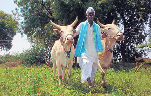 ಗ್ರಾಮದ ತೋಟದಲ್ಲಿ ಎತ್ತುಗಳ ಜತೆ ಭೀಮರಾಯ
