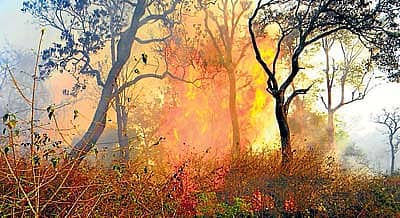 ಹೇರೂರು ಅರಣ್ಯ ಪ್ರದೇಶದಲ್ಲಿ ಗುರುವಾರ ಬೆಂಕಿ ಹೊತ್ತಿ ಉರಿದ ದೃಶ್ಯ