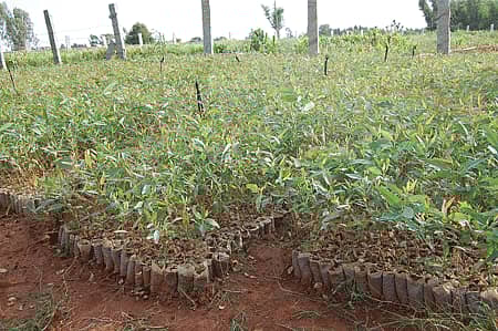 ಗ್ರಾಮ ಸಭೆಯ ನಿರ್ಣಯವೂ, ನೀಲಗಿರಿ ನಾಟಿಯೂ...