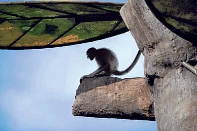 ಕಪಿಗಳಿಗೆ ಬಾಲವಿತ್ತೇ ?