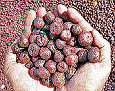 ಕೆಂಪಡಿಕೆ ಮಾರುಕಟ್ಟೆಯಲ್ಲಿ ಕಲಬೆರಕೆ ದಂಧೆ