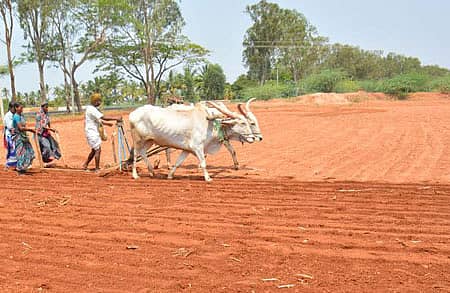 ಕೊಪ್ಪಳ ತಾಲ್ಲೂಕು ಹಲಗೇರಿ ಗ್ರಾಮದಲ್ಲಿ ಬಿತ್ತನೆಯ ನೋಟ
