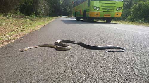 ಸದಾಶಿವಗಡ – ಔರಾದ್ ರಾಜ್ಯ ಹೆದ್ದಾರಿಯ ಕ್ಯಾಸಲ್ ರಾಕ್ ವಲಯದ ಅರಣ್ಯದಲ್ಲಿ ಕಳೆದ ಕೆಲದಿನಗಳ ಹಿಂದೆ ರಸ್ತೆ ದಾಟುವಾಗ ವಾಹನದ ಚಕ್ರಕ್ಕೆ ಸಿಕ್ಕು ಪ್ರಾಣತೆತ್ತ ಕಾಳಿಂಗ ಸರ್ಪ