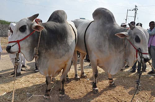 ವಿಜಯಪುರದ ಸಿದ್ಧೇಶ್ವರ ಜಾನುವಾರು ಜಾತ್ರೆಯಲ್ಲಿ ಎಲ್ಲರ ಗಮನ ಸೆಳೆದ ಆಂಧ್ರಪ್ರದೇಶ ಮೂಲದ ‘ಉಂಗೋಲು’ ತಳಿಯ ಕೊಪ್ಪಳ ಜಿಲ್ಲೆಯ ಗಂಗಾವತಿ ತಾಲ್ಲೂಕು ಸಿದ್ದಾಪುರದ ಎತ್ತುಗಳು