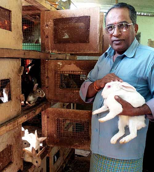 ಚಿಕ್ಕಬಳ್ಳಾಪುರ ತಾಲ್ಲೂಕು ಪೆರೇಸಂದ್ರ ಸಮೀಪದ ಬಸವನಪತಿ ಗ್ರಾಮದಲ್ಲಿ ಬಿ.ಎನ್.ಚನ್ನಪ್ಪರೆಡ್ಡಿ ಅವರಿಂದ ಮೊಲ ಸಾಕಣೆ.