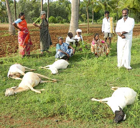 ಹುಣಗನಹಳ್ಳಿ ಗ್ರಾಮದ ಹಳ್ಳದಲ್ಲಿ ವಿಷಯುಕ್ತ ನೀರು ಕುಡಿದು ಕುರಿಗಳು ಮೃತಪಟ್ಟಿರುವುದು