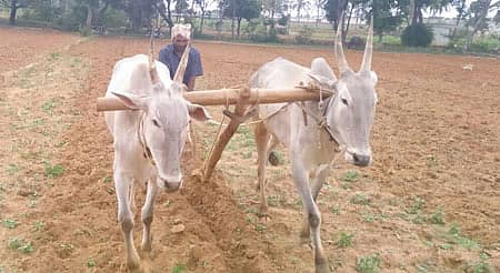 ಚಿಕ್ಕಬಳ್ಳಾಪುರ ತಾಲ್ಲೂಕು ಯಲುವಹಳ್ಳಿಯಲ್ಲಿ ಉಳುಮೆ ಮಾಡುತ್ತಿರುವ ರೈತ.