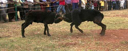ಸಾಂದರ್ಭಿಕ ಚಿತ್ರ