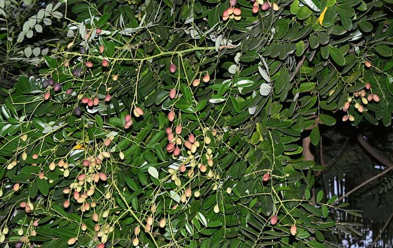 ಚಾಮರಾಜನಗರದ ಅಮಚವಾಡಿ ಗ್ರಾಮದ ರೈತ ಗುರುಸ್ವಾಮಿ ಬೆಳೆದಿರುವ ಸಿಮಾರೂಬ ಗಿಡಗಳಲ್ಲಿ ಹಣ್ಣಿನ ಗೊಂಚಲು ಕಟ್ಟಿರುವುದು (