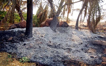 ಹನುಮಸಾಗರ ಸಮೀಪದ ಮೀಯಾಪುರ ಗ್ರಾಮದ ಗುರುಸಿದ್ದಪ್ಪ ಹನುಮಪ್ಪ ಶಿರೂರ ಅವರ ತೋಟಕ್ಕೆ ಗುರುವಾರ ಆಕಸ್ಮಿಕ ಬೆಂಕಿ ತಗುಲಿ ದಾಳಿಂಬೆ, ತೆಂಗಿನ ಮರಗಳು ಬೆಂಕಿಗಾಹುತಿಯಾದವು
