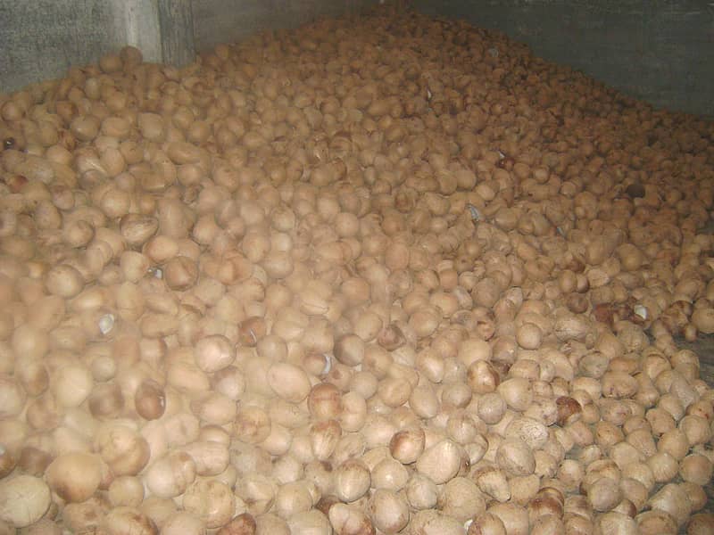 <div class="paragraphs"><p> ಕೊಬ್ಬರಿ ಬೆಲೆ:ರೈತರಲ್ಲಿ ಆತಂಕ</p></div>