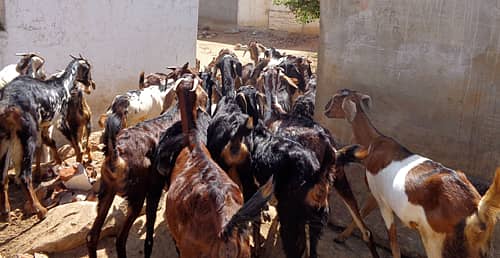 ಬಾಗೇಪಲ್ಲಿ ತಾಲ್ಲೂಕಿನ ಪಾತಪಾಳ್ಯ ಹೋಬಳಿ ಕೊತ್ತೂರು ಗ್ರಾಮದಲ್ಲಿರುವ ಕುರಿ ಮತ್ತು ಮೇಕೆಗಳು.