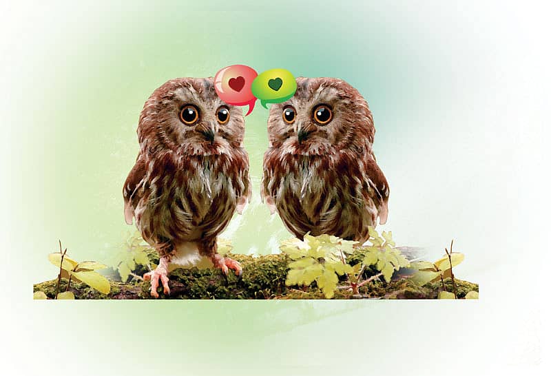 –ಚಿತ್ರಗಳು:ವಿಜಯಕುಮಾರಿ ಆರ್.