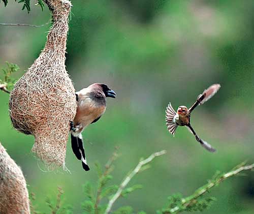 ಸುಭದ್ರ ಕೋಟೆಯಂಥ ಗೀಜಗನ ಗೂಡಲ್ಲಿ ಮರಿಗಳು ಬೆಚ್ಚಗೆ ಇರುತ್ತವೆ ಎಂದುಕೊಂಡು ಗುಟುಕು ತರಲು ಹೋದ ಅಮ್ಮನಿಗೆ, ಮರಿ ಬೇಟೆ ಆಡಲು ಬಂದಿದ್ದು ನೀಲಿ ಕೊಕ್ಕಿನ ಇಂಡಿಯನ್‌ ಟ್ರೀ ಪೈ ಎಂಬ ಹಕ್ಕಿ. ಮರಿಗೆ ಗುಟುಕು ತಂದ ಗೀಜಗನಿಗೆ ಮರಿಯೇ ತುತ್ತಾಗುವ ಆಪತ್ತು ಕಂಡು ಆಘಾತ. ಆದರೆ ಚಾಮುಂಡೇಶ್ವರಿ ಬೆಟ್ಟದ ತೊಪ್ಪಲಿನಲ್ಲಿ ಯಾವ ತಾಯಿ ಅಬಲೆಯಾದಾಳು? ಮರಿಗಾಗಿ  ಗೂಡಿಗೆ ಬಾಯಿ ಹಾಕಿದ ಹಕ್ಕಿಗೆ ದೂರದಿಂದಲೇ ಜೋರು ಮಾಡಿದ ಅಮ್ಮ, ಇಲ್ಲಿ ಶಿಕಾರಿ ಅಸಾಧ್ಯ ಎನ್ನುವಂತೆ ಮಾಡಿತು. ಗೂಡನ್ನು ಎಲ್ಲೆಡೆಯಿಂದಲೂ ಛಿದ್ರಗೊಳಿಸಲು ಯತ್ನಿಸುತ್ತಿದ್ದ ಆ ಹಕ್ಕಿಗೆ ಅಂದು ಉಪವಾಸವೇ ಗತಿಯಾಯಿತು.  ಮರಿ ಶಿಕಾರಿ ಹಾಗೂ ಅಮ್ಮನ ವಿಜಯವನ್ನು ಸೆರೆ ಹಿಡಿದವರು ವಿಶ್ವನಾಥ ಸುವರ್ಣ.
