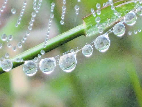 ಪ್ರಕೃತಿ ಹೊಸೆದ ಮುತ್ತಿನ ಹಾರ