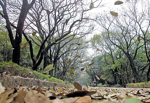 ಅದೆಷ್ಟು ಮರಗಳು ಮರೆಯಾದುವು