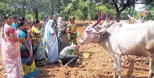 ತಮ್ಮಿಂದ ಪಡೆದ ಭೂಮಿಯಲ್ಲಿ ಬೀಜ ಸಂಶೋಧನಾ ಕೇಂದ್ರ ನಿರ್ಮಿಸದೆ ಇರುವುದರಿಂದ ಆ ಭೂಮಿಯನ್ನು ತಮಗೇ ಮರಳಿಸಬೇಕು ಎಂದು ಆಗ್ರಹಿಸಿ, ಹೊಲದ ಮೂಲ ಮಾಲೀಕರು ಬುಧವಾರ ಭೂಮಿಪೂಜೆ ಮಾಡಿ ಉಳುಮೆ ಆರಂಭಿಸಿದರು.
