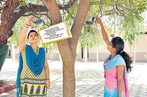 ಕಾಲೇಜು ಆವರಣದಲ್ಲಿರುವ ಮರದ ಟೊಂಗೆಗಳಿಗೆ ನೇತು ಹಾಕಿರುವ ಮಣ್ಣಿನ ಮಡಕೆಗಳಿಗೆ ಕಾಳು, ನೀರು ಹಾಕುತ್ತಿರುವ ವಿದ್ಯಾರ್ಥಿನಿಯರು