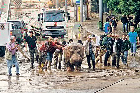 ಜಾರ್ಜಿಯಾದ ರಾಜಧಾನಿ ಟಿಬಿಲಿಸಿಯಲ್ಲಿ ಭಾರಿ ಮಳೆಯ ಕಾರಣ ಪ್ರವಾಹದ ನೀರು ನುಗ್ಗಿದ್ದರಿಂದ ಮೃಗಾಲಯದಿಂದ ಹೊರಬಂದಿದ್ದ ನೀರುಕುದುರೆಗೆ ಅರವಳಿಕೆ ಮದ್ದು ನೀಡಿದ ರಕ್ಷಣಾ ಸಿಬ್ಬಂದಿಯು ಅದನ್ನು ಮೃಗಾಲಯಕ್ಕೆ ವಾಪಸ್ ಕರೆದೊಯ್ದರು –ಎಎಫ್ಪಿ ಚಿತ್ರ