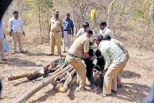 ಅರಣ್ಯ ಇಲಾಖೆ ಸಿಬ್ಬಂದಿ ಗುರುವಾರ ಸಾವನ್ನಪ್ಪಿದ ಕರಡಿಯ ಅಂತ್ಯಸಂಸ್ಕಾರ ಮಾಡಿದರು.
