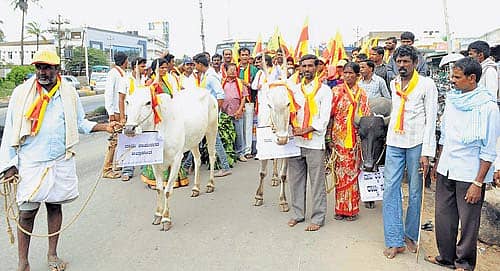 ರೇಷ್ಮೆ ಬೆಳೆಗಾರರ ಸಂಕಷ್ಟ ಪರಿಹಾರಕ್ಕೆ ಒತ್ತಾಯಿಸಿ ರೇಷ್ಮೆ ಬೆಳೆಗಾರರ ಹಿತರಕ್ಷಣಾ ಸಮಿತಿಯು ರಾಮನಗರದಲ್ಲಿ ಬುಧವಾರ ನಡೆಸಿದ ರಸ್ತೆ ತಡೆಯಲ್ಲಿ ಎತ್ತು, ಎಮ್ಮೆಗಳೊಂದಿಗೆ ರೈತರು ಭಾಗವಹಿಸಿದ್ದರು