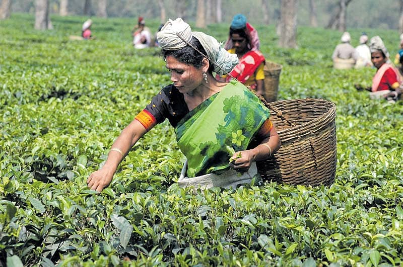 ರುಚಿಕರ ಚಹಾ ಹಿಂದಿನ ಕಹಿ ಕಥೆಗಳು