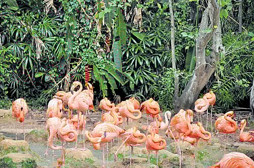 ಕೇಸರಿ ಬಣ್ಣದ ಬಳುಕುವ ಕಾಲುಗಳ ಮೇಲೆ ವಿಶ್ವ ಸುಂದರಿಯ ಪೋಸು ಕೊಡುವ ರಾಜಹಂಸಗಳು