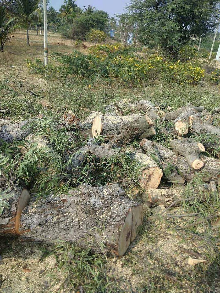 ಹೊಸದುರ್ಗ ತಾಲ್ಲೂಕಿನ ಸೋಮಸಂದ್ರ ಬಳಿ ರಸ್ತೆ ಬದಿಯ ಹುಣಸೆ ಮರಗಳನ್ನು ಕಡಿದು ಹಾಕಿರುವುದು.