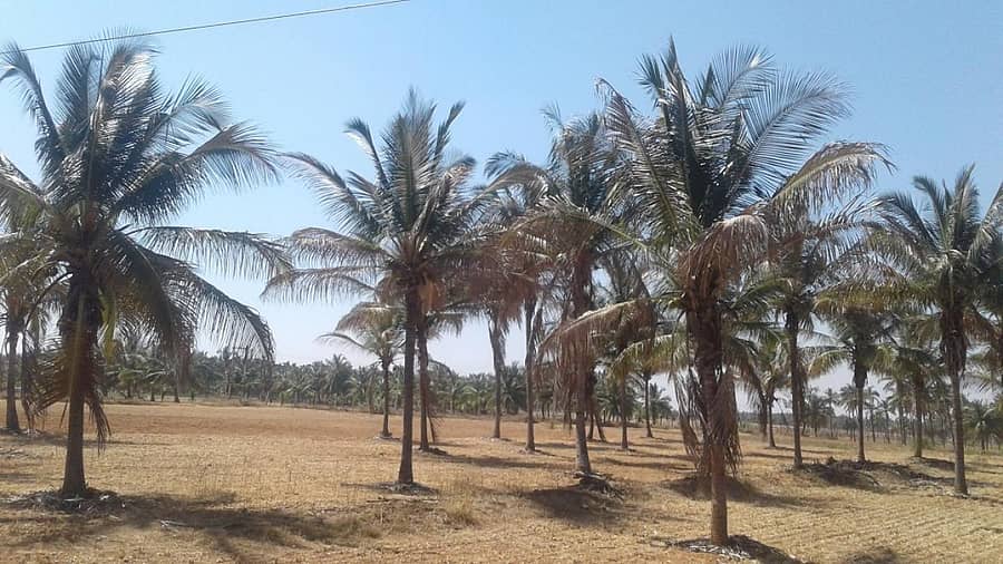 ಹೊಸದುರ್ಗ ತಾಲ್ಲೂಕಿನ ಗ್ರಾಮವೊಂದರಲ್ಲಿ ಒಣಗುತ್ತಿರುವ ತೆಂಗಿನತೋಟ.